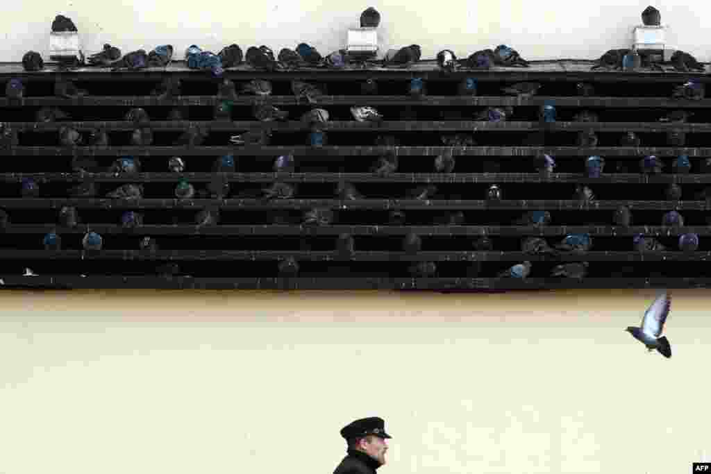 Pigeons warm themselves on a metro ventilation shaft in central Moscow.