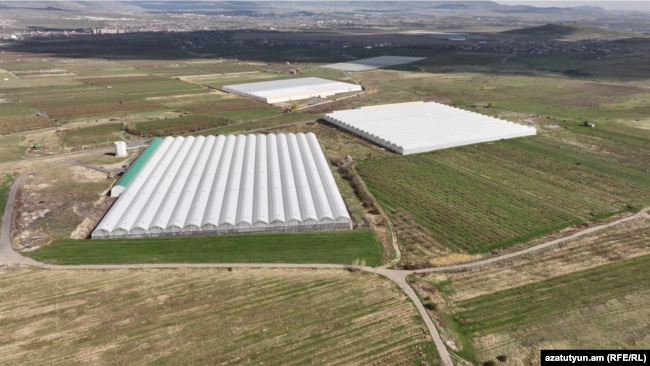 Ելակի ջերմոցները