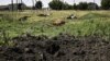 UKRAINE – This photograph shows dead cows after shelling near a front line in the eastern Ukrainian region of Donbas on June 10, 2022