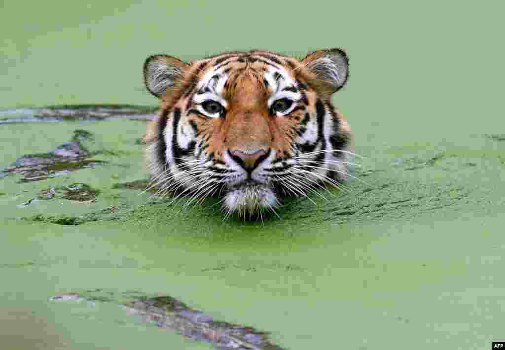 Germania - Un tigru t&icirc;năr siberian la Zoo din Duisburg, Germania, 8 ianuarie 2013 (AFP/Roland Weihrauch) 