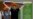From Hero To Hounded: Russian Soccer-Fans Head Under Fire