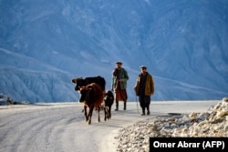 Burra afganë ecin me bagëtinë e tyre përgjatë një rruge në periferi të distriktit Fayzabad, në provincën Badakhshan, më 26 nëntor 2024.