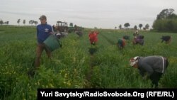 Ілюстративне фото. Українські заробітчани в Польщі