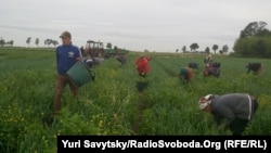 Українські заробітчани, які працюють в аграрному секторі Польщі. Фото 2017 року. 