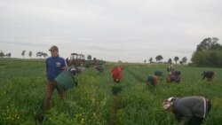 Ваша Свобода | Українські заробітчани: куди їдуть і хто їх замінить в Україні