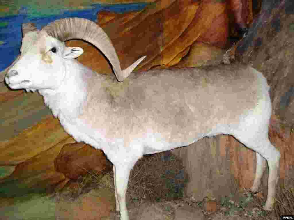 Рангҳои Помир #17