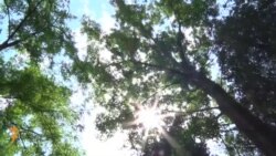 მწვანე საფარი თბილისში