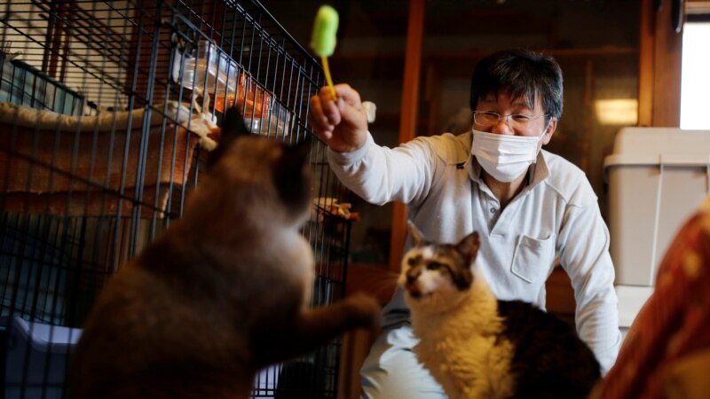 U Kini eutanazirane kućne mačke zbog zaraze korona virusom