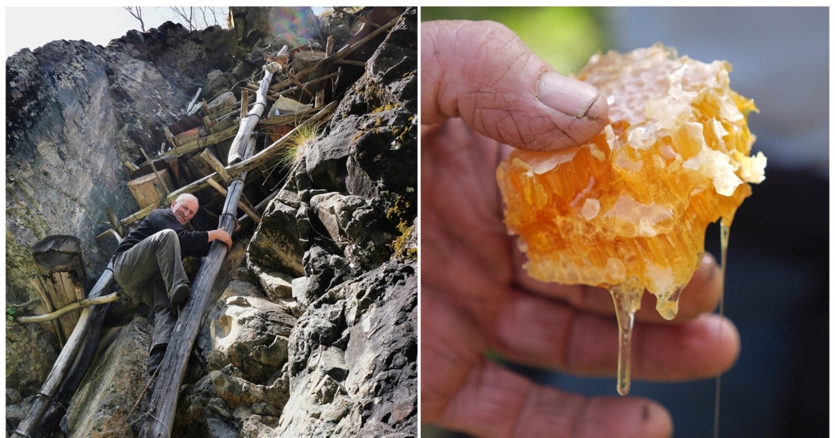 BEEHIVE（蜂の巣） カイフランク BEEHIVE（蜂の巣） カイフランク