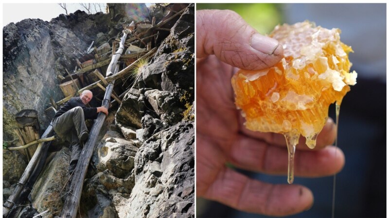 Nxjerrja e mjaltit nga kosheret në shkëmbinjtë e Gjeorgjisë 