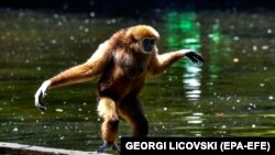 NORTH MACEDONIA -- White handed gibbon (very endangered primate) named George walks over a wooden bridge during avery hot day in the zoo in Skopje, Republic of North Macedonia on 30 July 2020. 