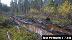 Временная дорога на вырубке в Карелии