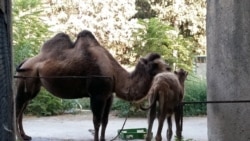 Azər Hüseynov AzadlıqRadiosuna deyir ki, onlar neçə illərdir zooparkın ərazisinin genişləndirməsinə görə əllərindən gələni edirlər