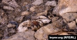 Мертвые птицы на озере Сиваш, октябрь 2021 года