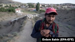 شماری از پناهجویان افغان مقیم ترکیه به پیشۀ چوپانی در این کشور مصروف هستند.