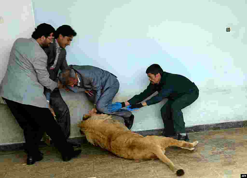 Afghan zookeeper Qurban Ali (right) attempts to intervene as Marjan, a lion (center), plays at his cage in Kabul&#39;s zoo. (AFP/Shah Marai)