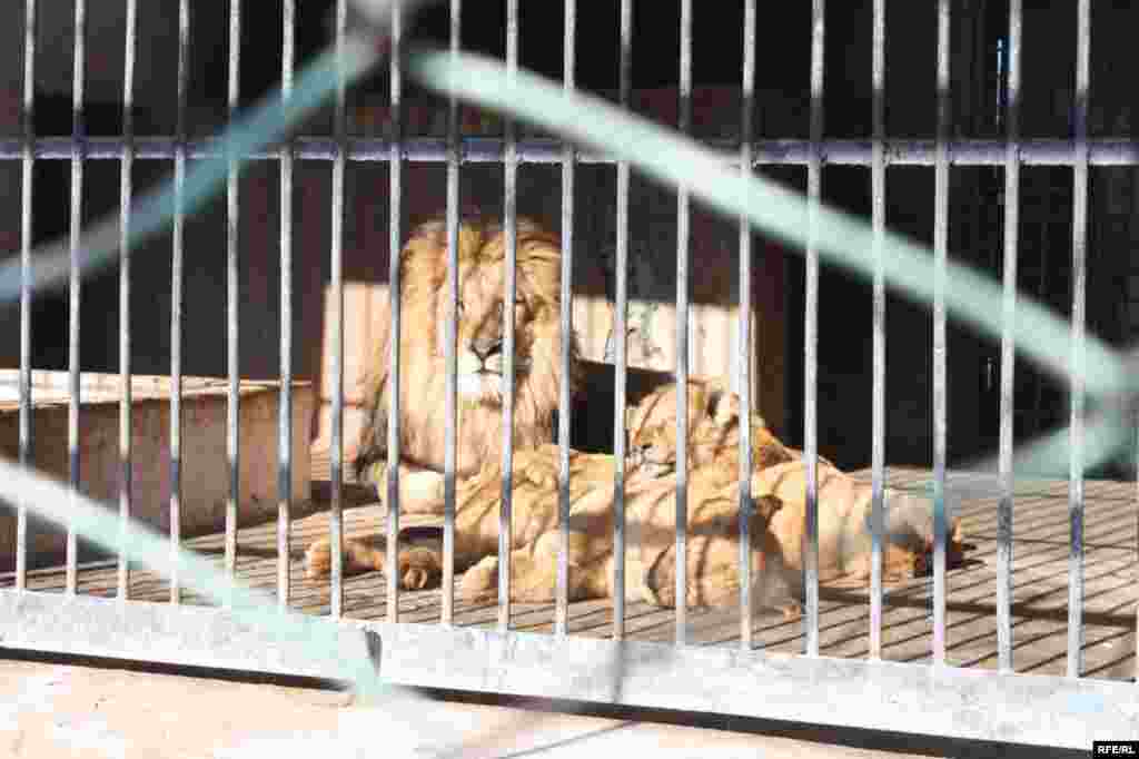 “Ошиқон”-и ҳайвонот #17