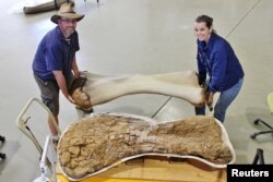 Dr. Scott Hocknull i Robyn Mackenzie poziraju sa 3D rekonstrukcijom i nadlaktičnom kosti nove vrste dinosaura otkrivene u Queenslandu i prepoznate kao najveće ikad pronađene u Australiji
