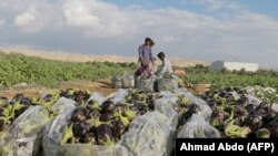 پېښه د پلازمېنې عمان په لویدیځ کې په یوې کلیوالې سیمې کې رامنځ ته شوې ده.

