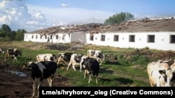 По господарству в Садівській громаді російські військові вдарили безпілотником саме тоді, коли працівники загнали худобу до приміщення, кажуть в ОВА