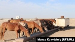 Изможденные бескормицей лошади на водопое. Село Кызан в Мангистауском районе одноименной области