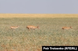 Cайгаки бегут по степи в Акмолинской области