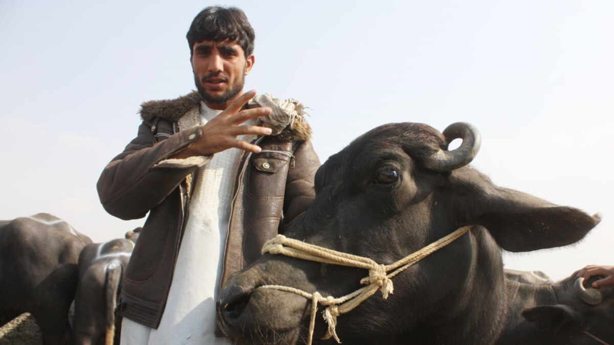 Кабул накануне Ид аль-Адха