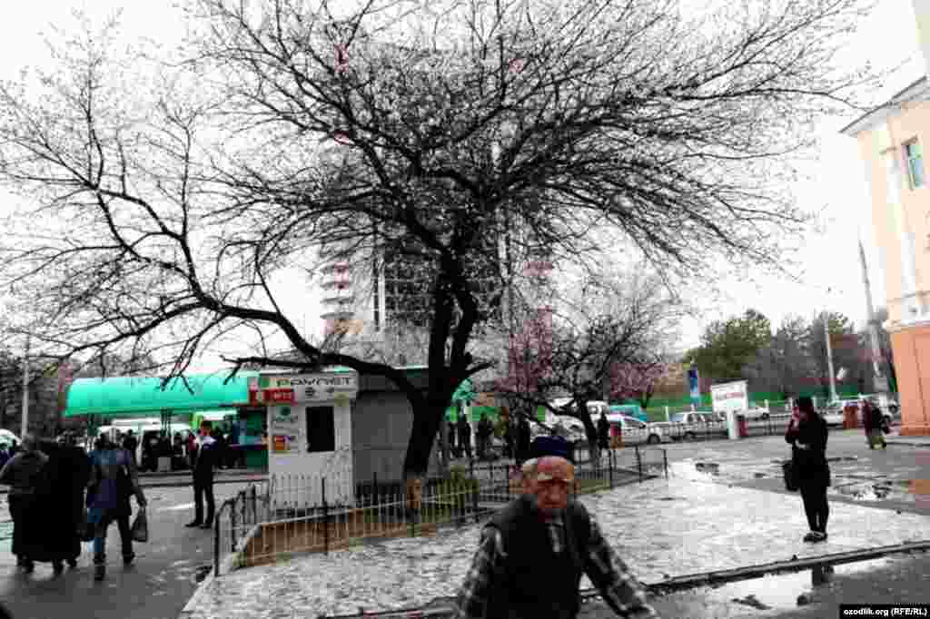 Uzbekistan - spring in Tashkent