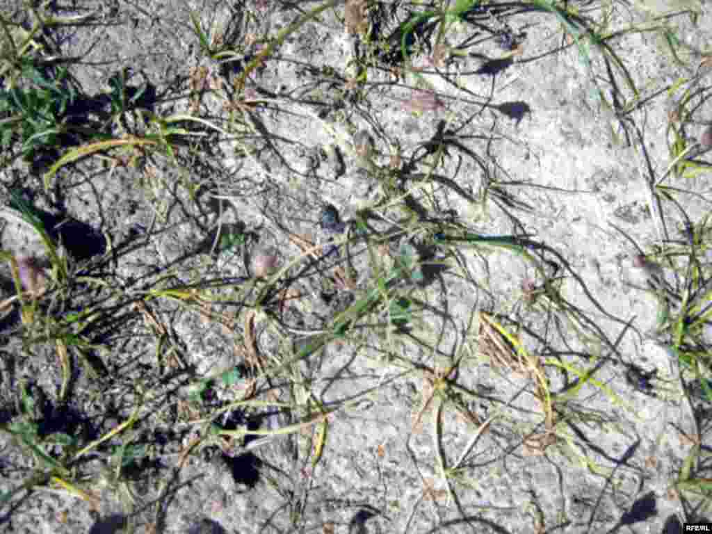 Ҳамлаи малах ба Хатлон #18