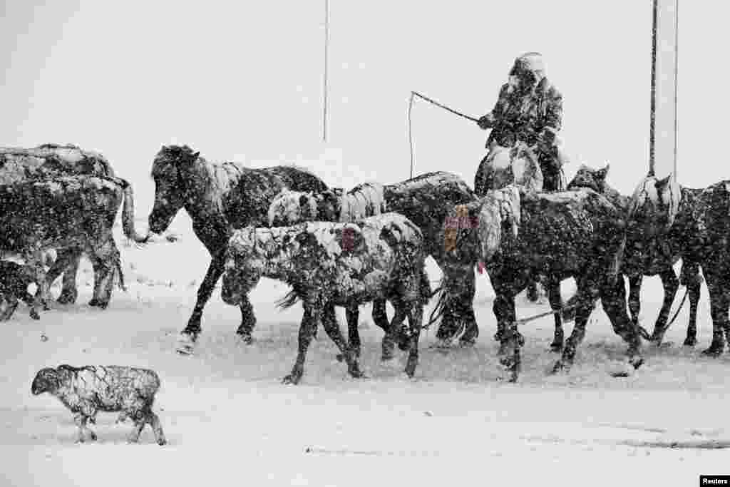 A man herds livestock amid heavy snow in Altay in China's Xinjiang Autonomous Region on May 3. (Reuters/Stringer)