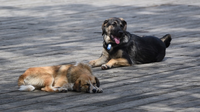 „ვაცადოთ წავიდეს ცისარტყელაზე“ - ქუჩის ძაღლები და ქუჩის პროტესტი    