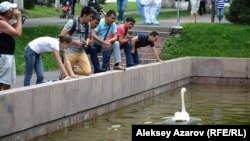 Жители города Алматы пришли посмотреть на то, как выпускают лебедей в пруд в сквере в центре города. Алматы, 28 июля 2016 года.
