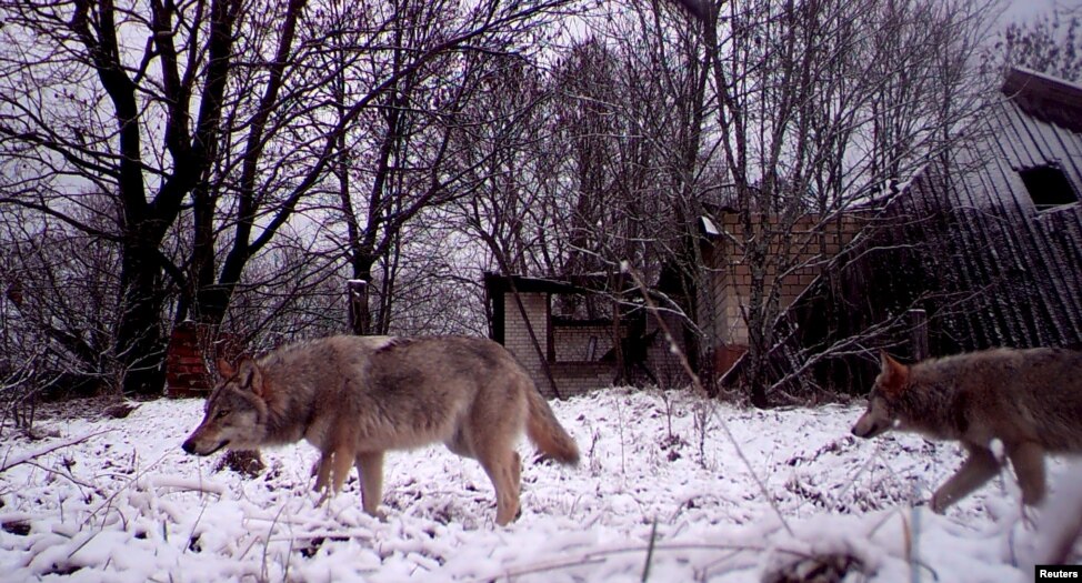 "Зона відчуження" довколо Чорнобиля стала раєм для диких тварин - фото 1