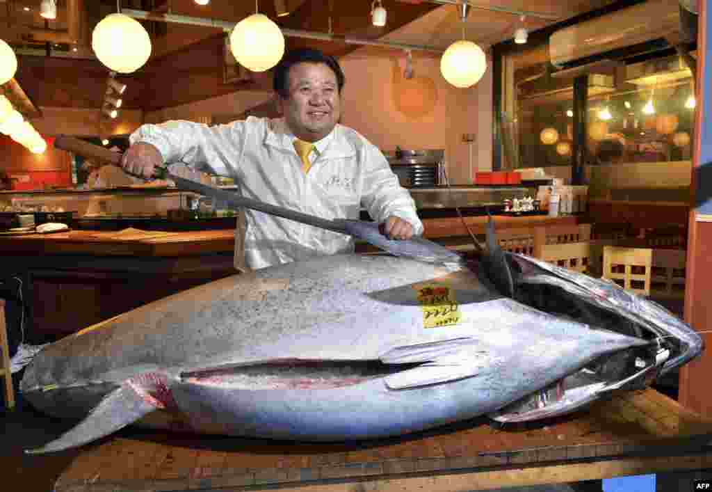 The president of the sushi restaurant chain Sushi-Zanmai, Kiyoshi Kimura, displays a 222-kilogram bluefin tuna at his main restaurant near Tokyo's Tsukiji fish market. The bluefin tuna was traded at 155.4 million yen ($1.77 million) at the wholesale market, smashing a previous record. (AFP/Yoshikazu Tsuno)