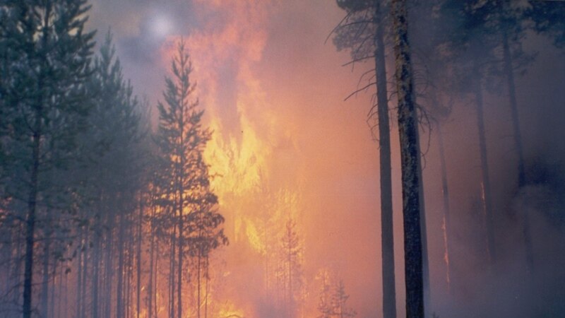 Из России: «Догорают наши леса»
