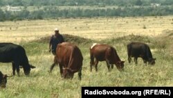 Пасовище, розташоване недалеко від отруйного озера. Селище Залізне