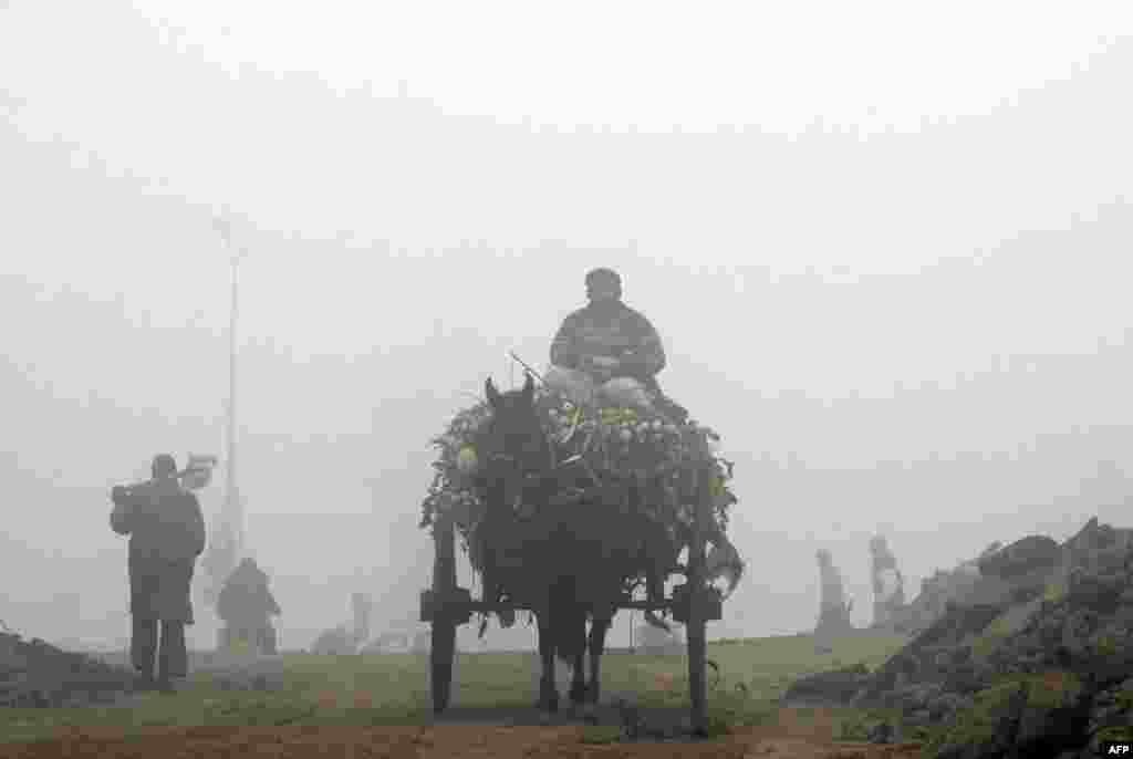 A Pakistani rider drives a horse-drawn cart loaded with turnips on a foggy street in Lahore on December 24. (AFP/Arif Ali)