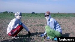 Uzbekistan - Forced Child labour