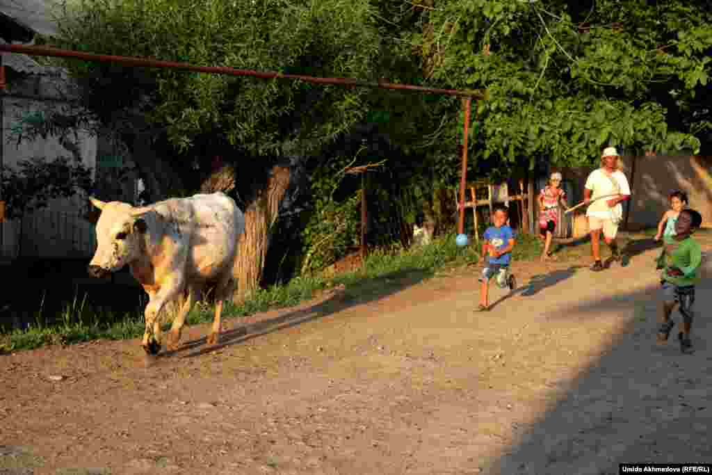 Дети гонят коров домой.