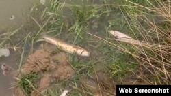 Мёртвая рыба в Шымкенте. Скриншот с видео телеканала 24.kz