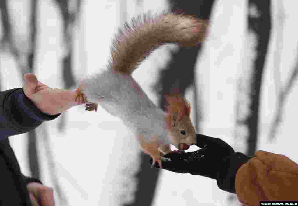 A squirrel interacts with pedestrians in a park in Moscow. (Reuters/Maxim Shemetov)