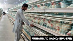 آرشیف/ تصویر جنبۀ تزئینی دارد یکی از فارم‌های مرغ‌داری در کندهار/Source: MUHAMMAD SADIQ (EPA-EFE)