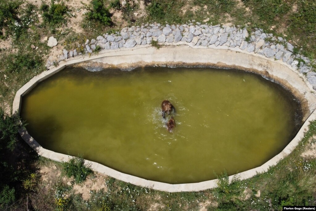 Ndonëse strehimorja është e hapur për vizitorët, numri i njerëzve që po shkojnë për t’i parë arinjtë është ende shumë i vogël, në krahasim me periudhën para pandemisë, thonë kujdestarët e arinjve.