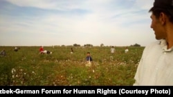 Uzbekistan - Child picking cotton in September 2012, Suyima Pakhtakor, Jizzakh. © 2012 Uzbek-German Forum for Human Rights