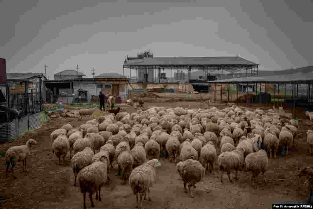 Sheep fill the farmyard, as the shepherds return for lunch.