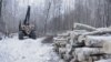 Лес Минобороны в Казани у РКБ. 18 февраля 2014 года