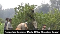 په ننګرهار کې د ستروسو باغونه 