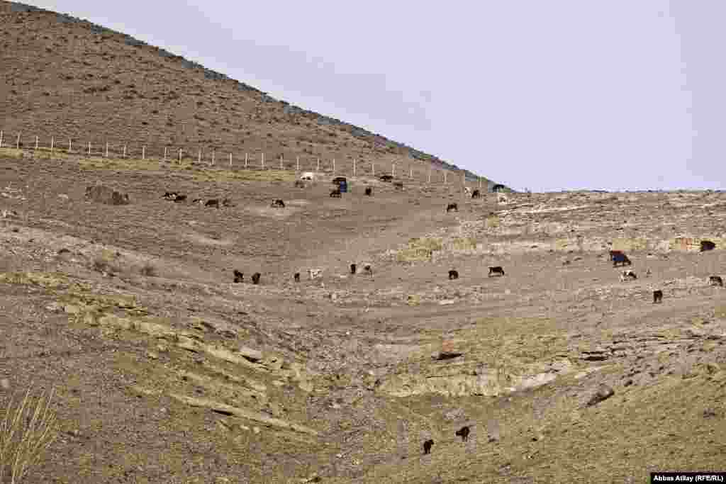 The unoccupied zone is used as pastureland, but residents must receive special permission and cross through border checkpoints in order to reach their herds. 