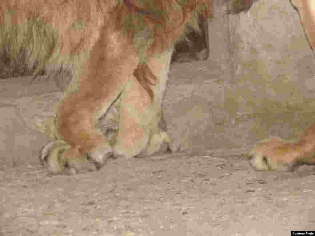 نمایی از مفاصل دست و پای شیر که به دلیل سوءتغذیه از فرم خارج شده است