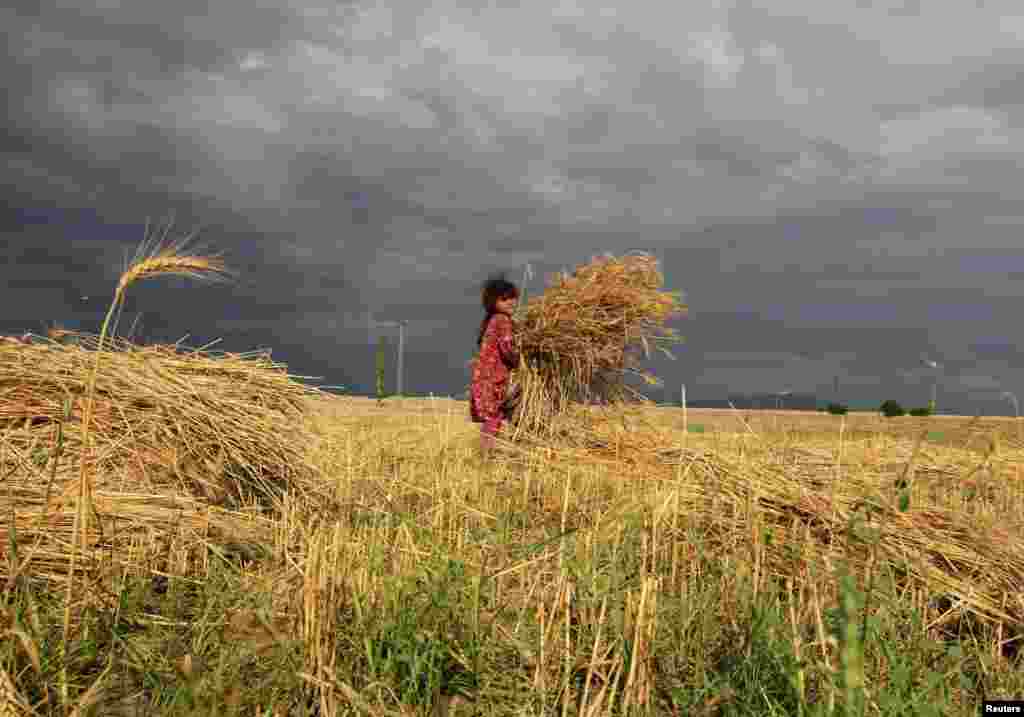 An Afghan girl works in a wheat field in Nangarhar Province. (Reuters/Parwiz)